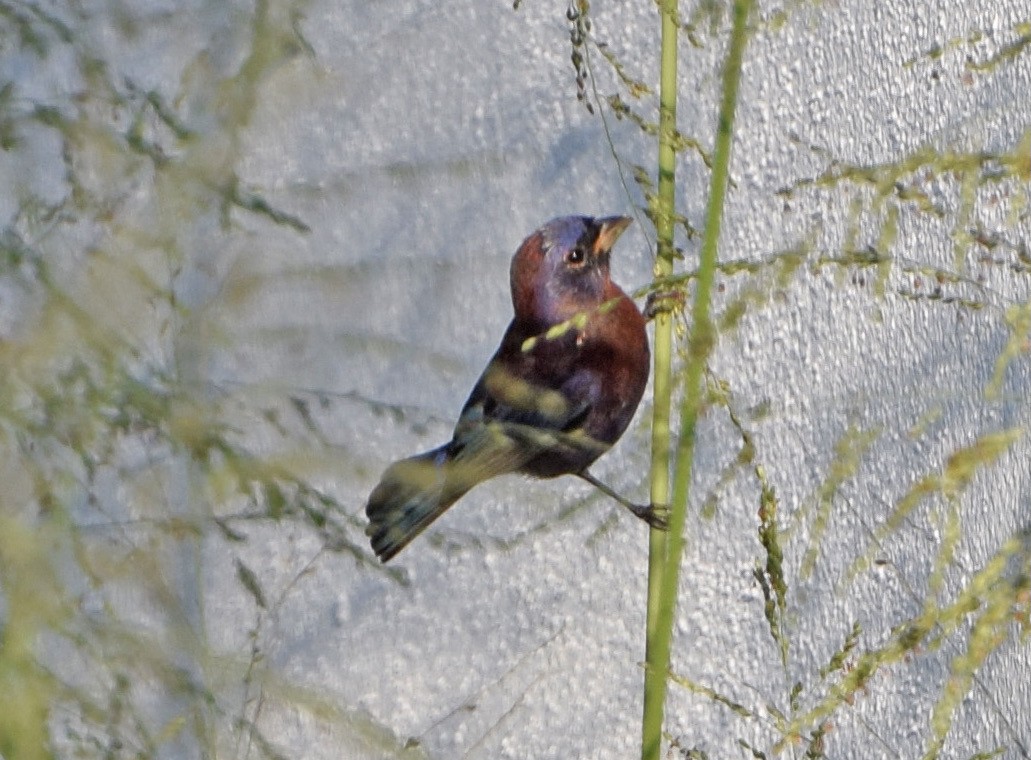 Varied Bunting - ML647250020