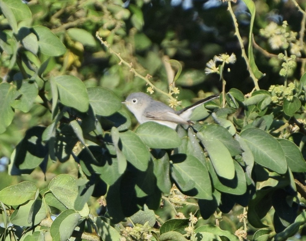 Голубая комароловка - ML647250034