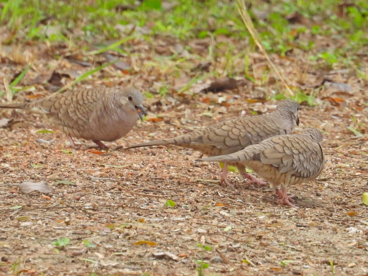 Inca Dove - ML647250035