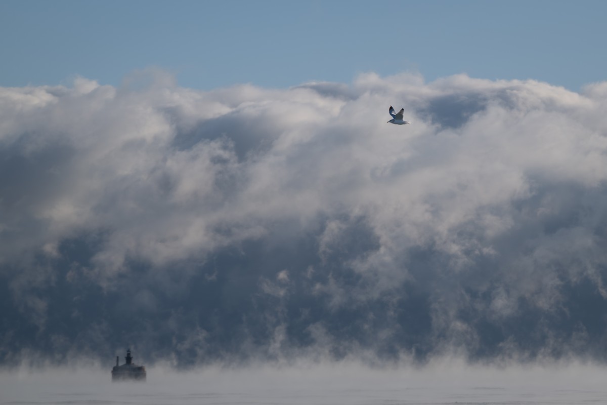 שחף עקוד-מקור - ML647250036