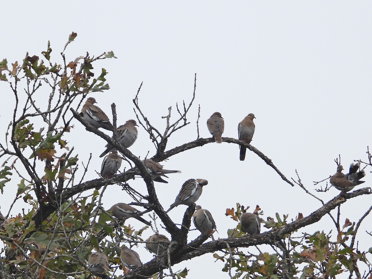 White-winged Dove - ML647250041