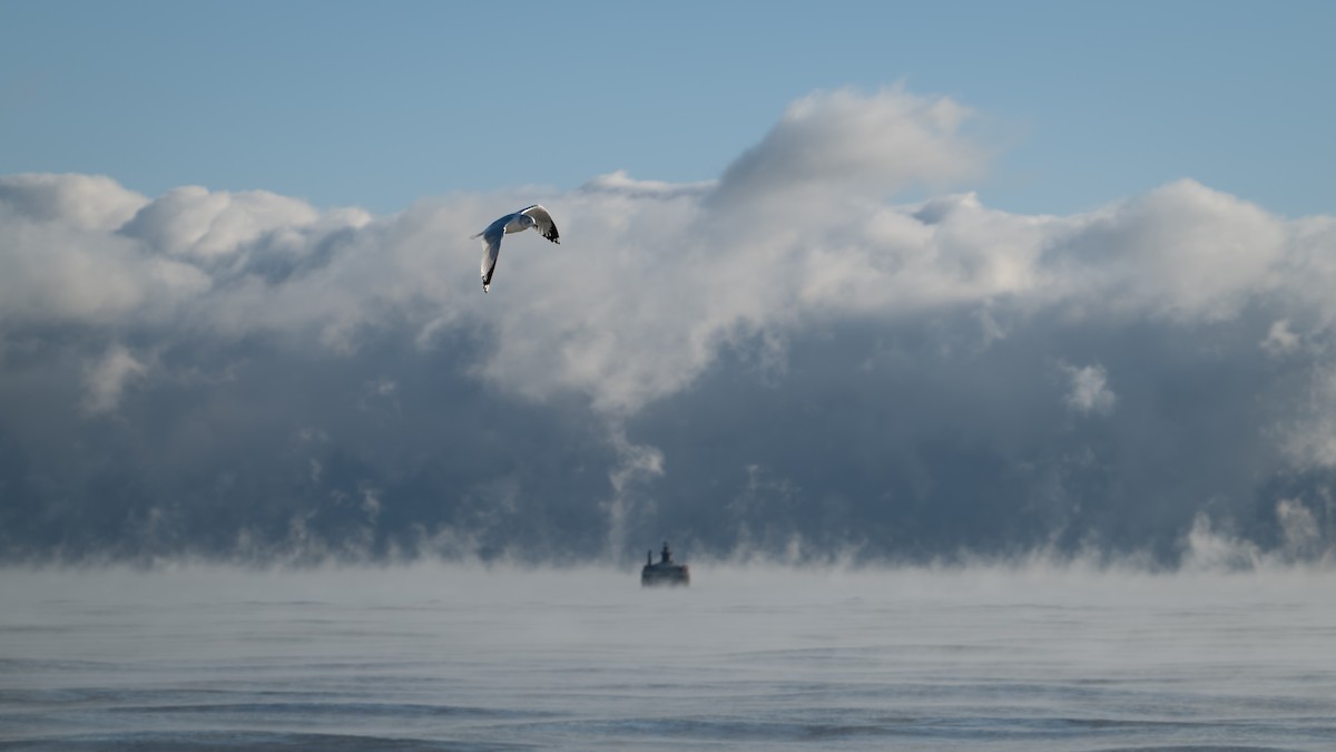 שחף עקוד-מקור - ML647250042