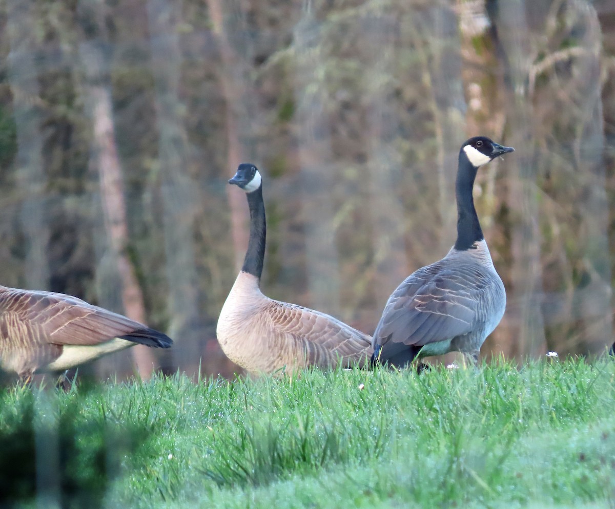 ברנטה קנדית - ML647250043
