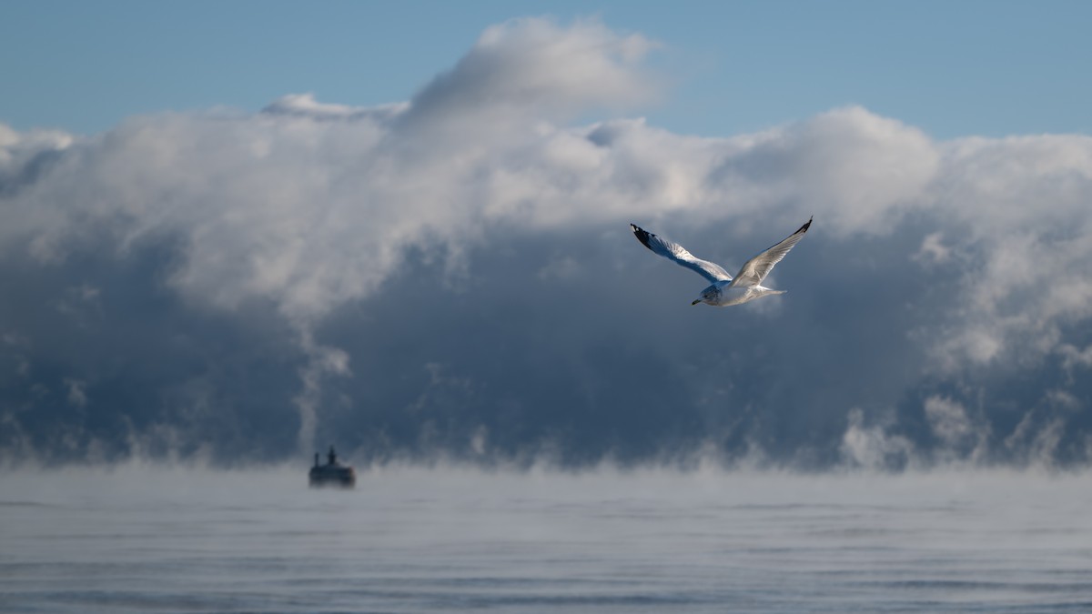 שחף עקוד-מקור - ML647250048