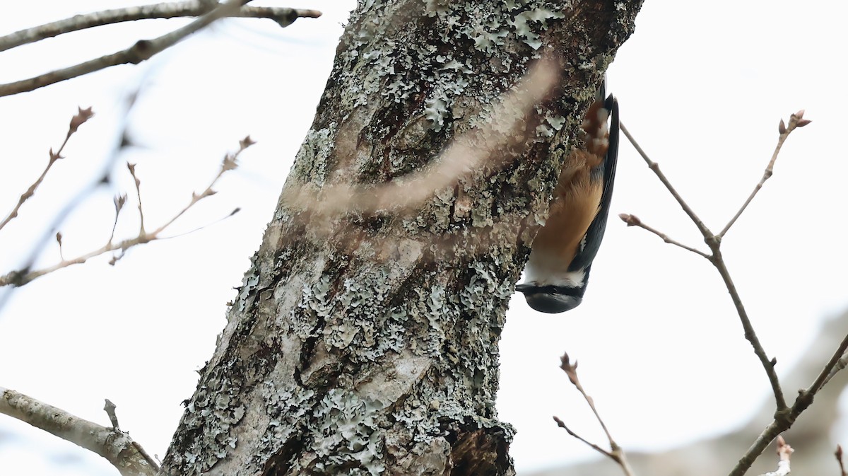 Повзик звичайний - ML647250049