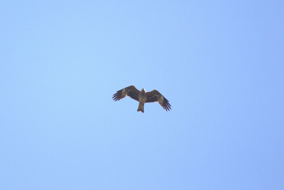 Black Kite - ML647250051