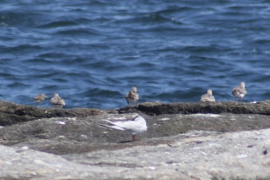 Bécasseau maubèche - ML647250055