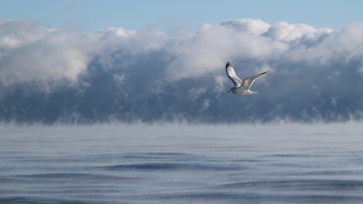 שחף עקוד-מקור - ML647250057