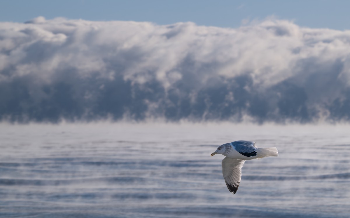 שחף מערבי - ML647250064