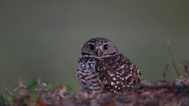 Burrowing Owl - ML647250065