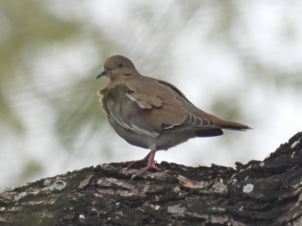 White-winged Dove - ML647250073