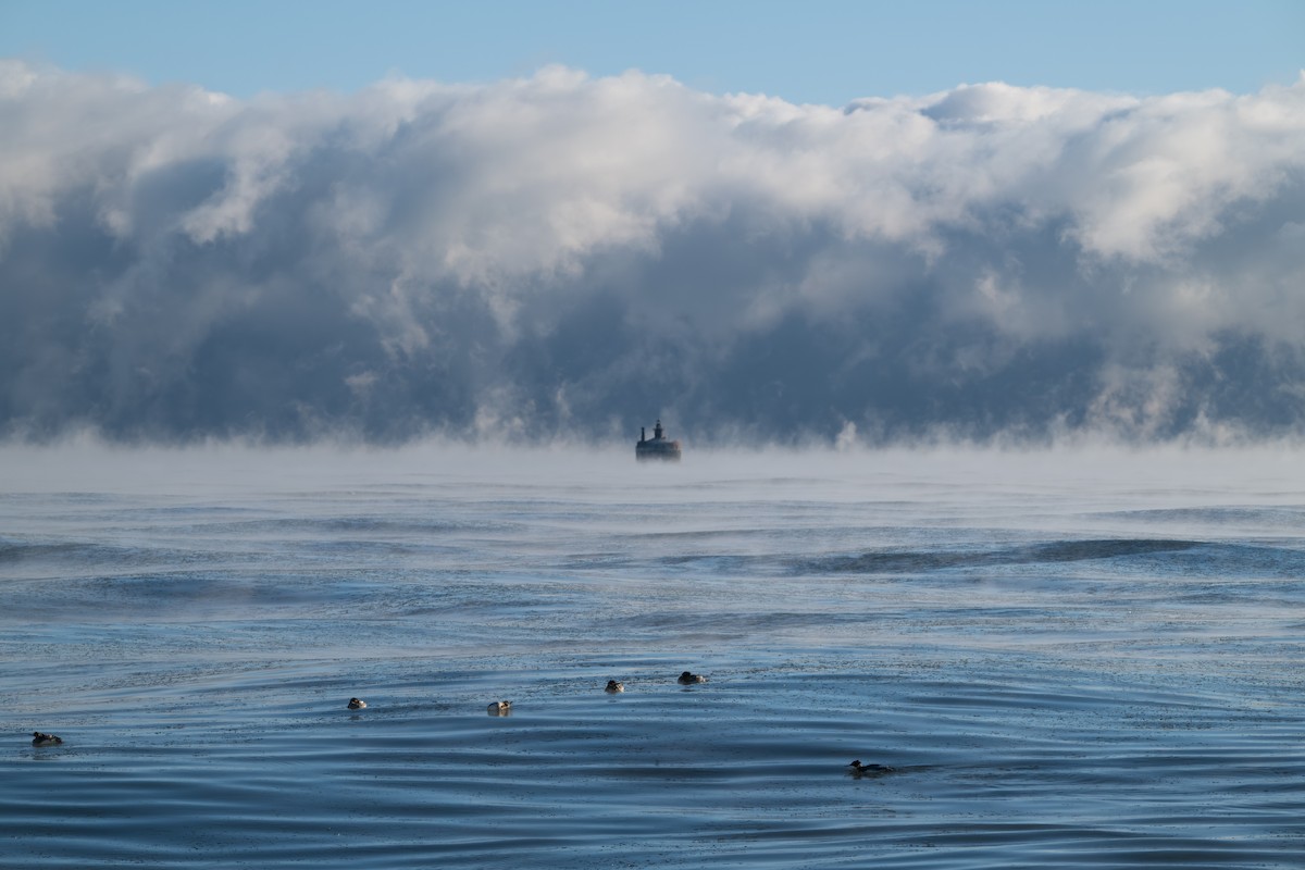 מרגון בינוני - ML647250082