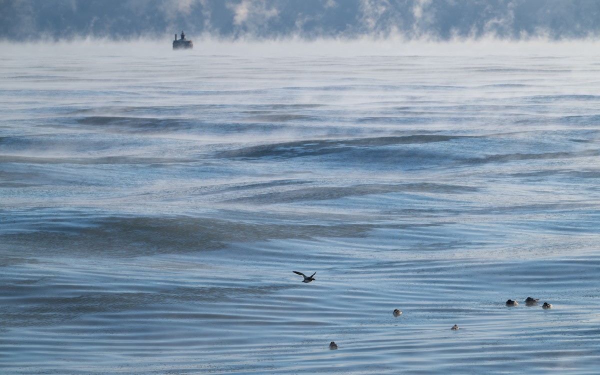 מרגון בינוני - ML647250086