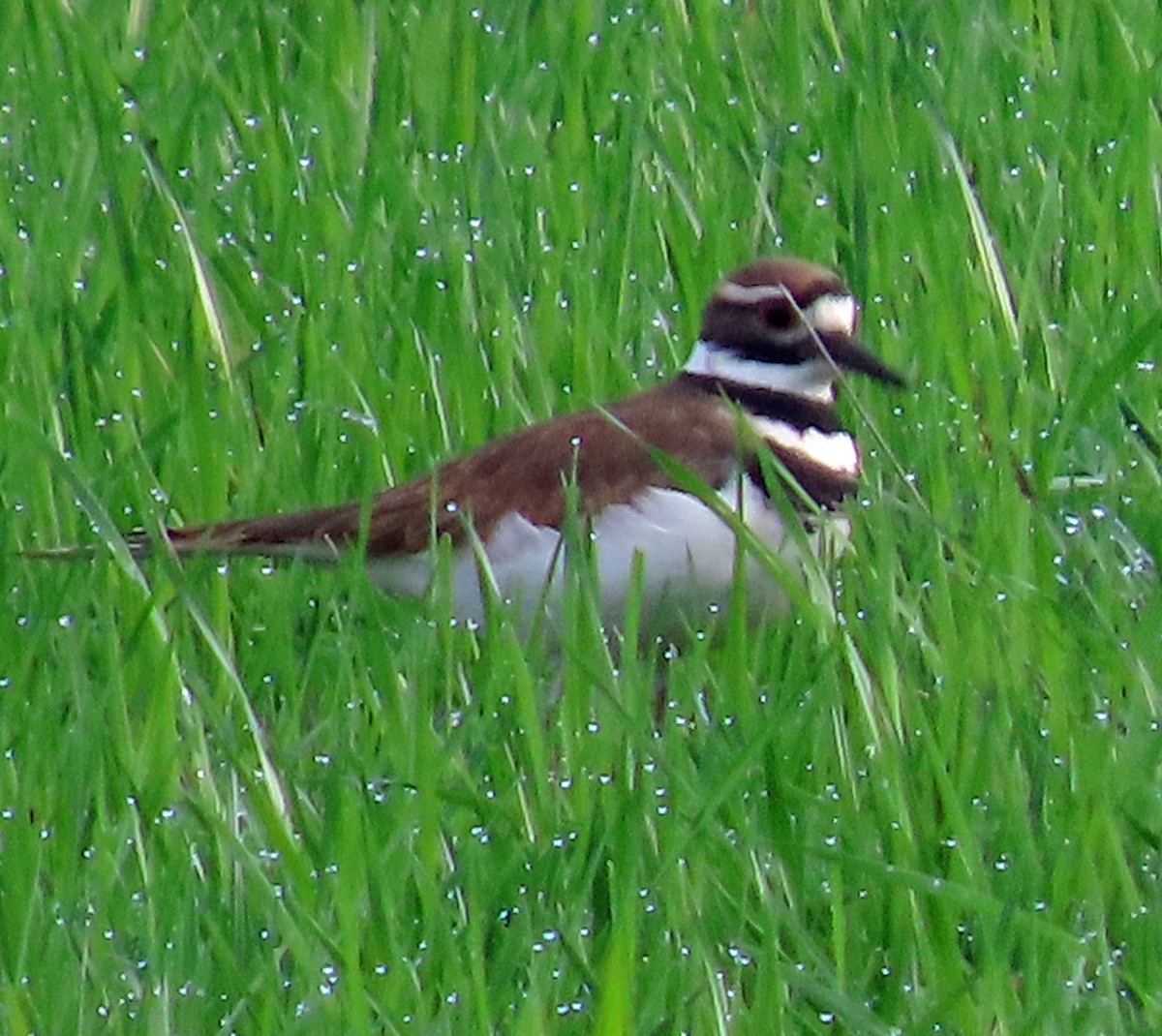 Killdeer - ML647250087