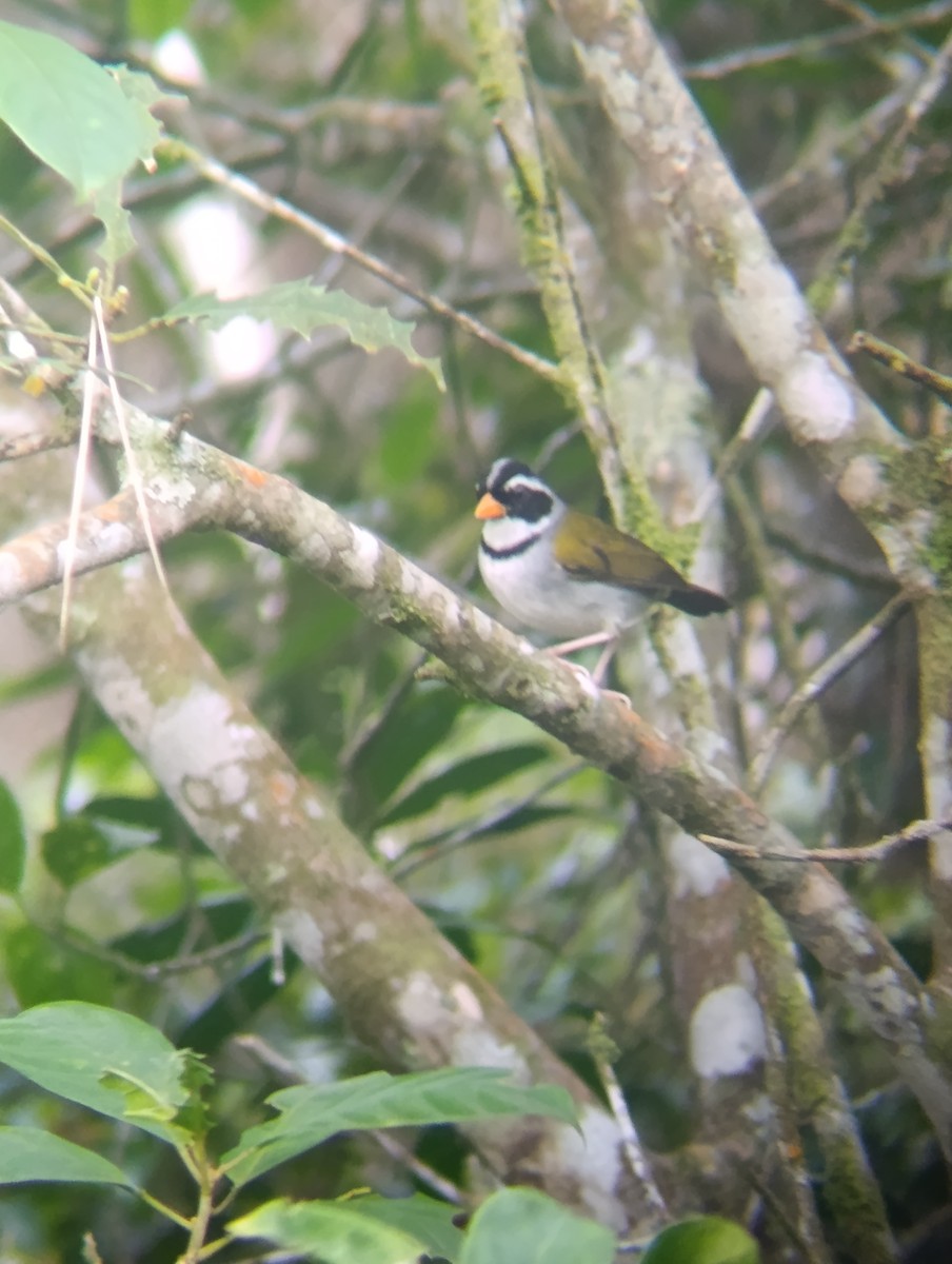 アカハシシズカシトド - ML647250090