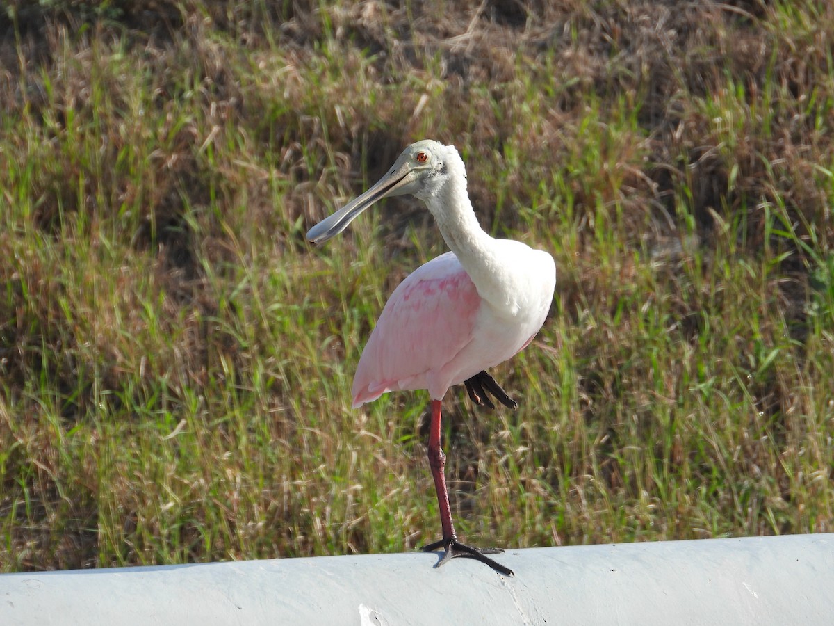 Roseate Spoonbill - ML647250092