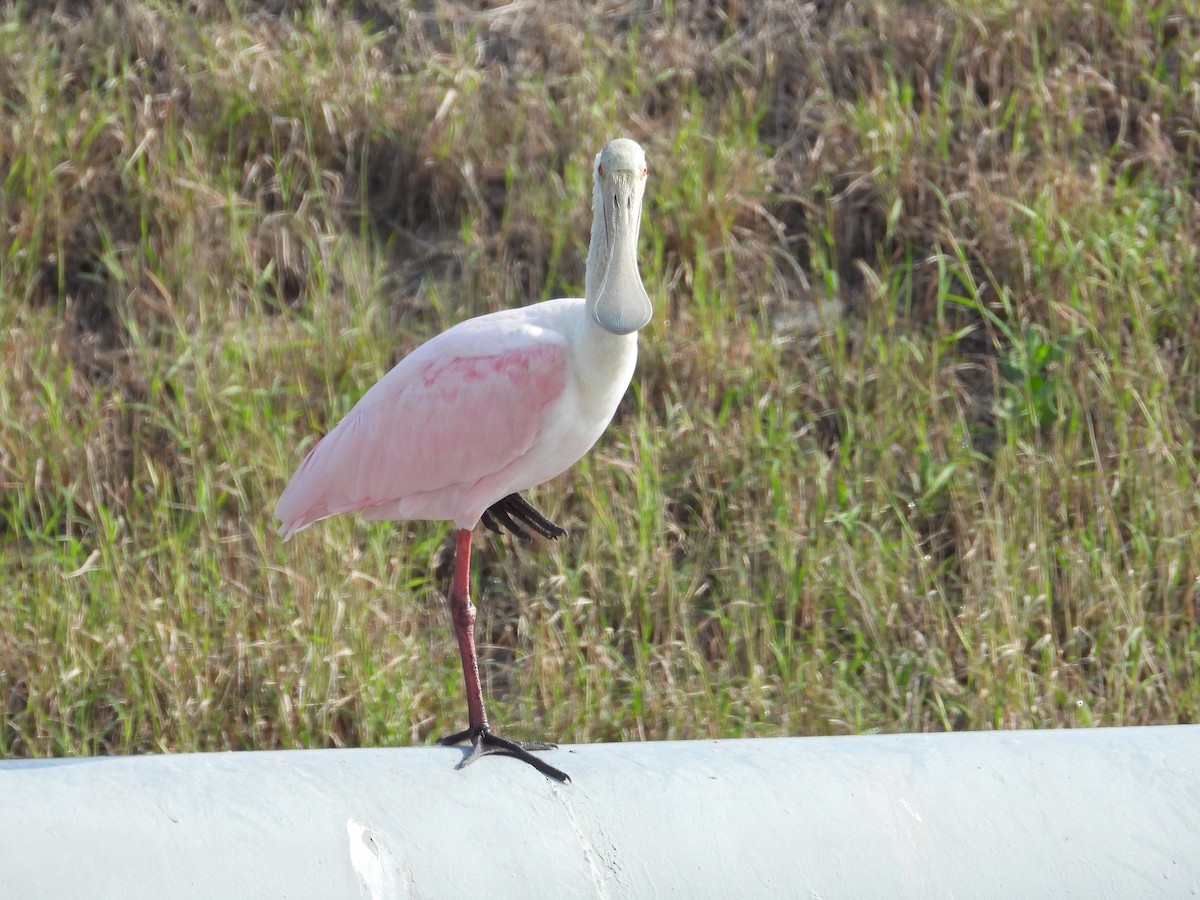 Roseate Spoonbill - ML647250094