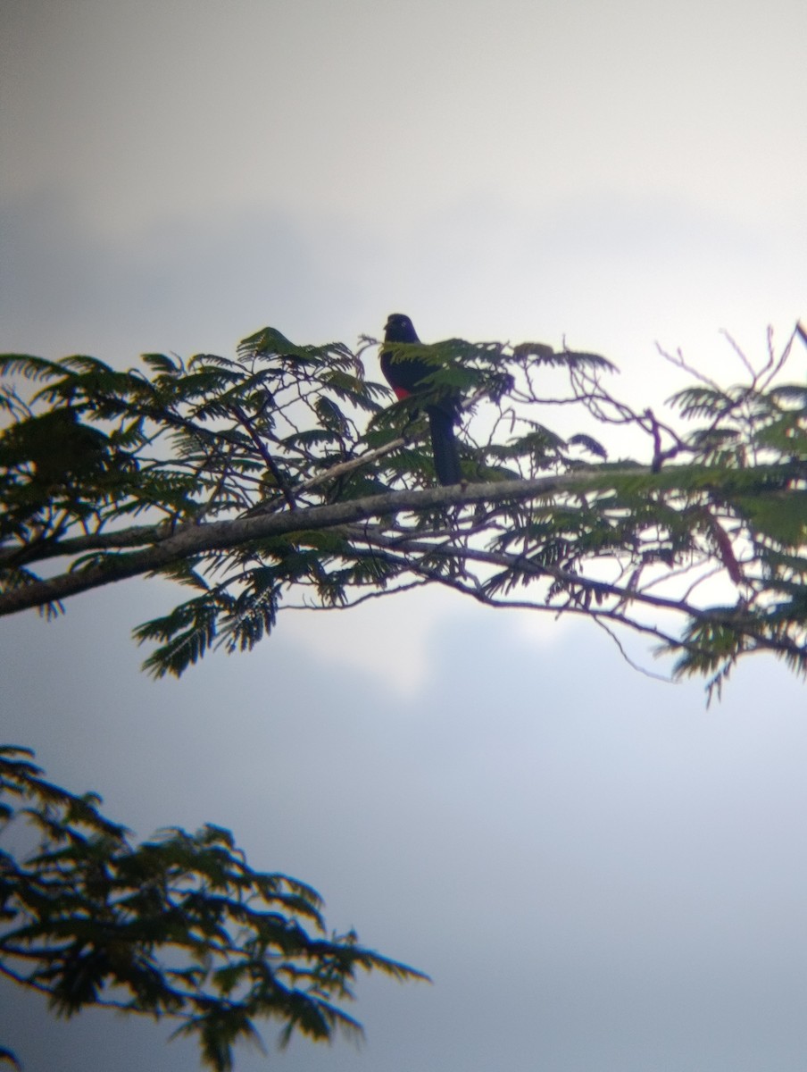 アカハラムクドリモドキ - ML647250098