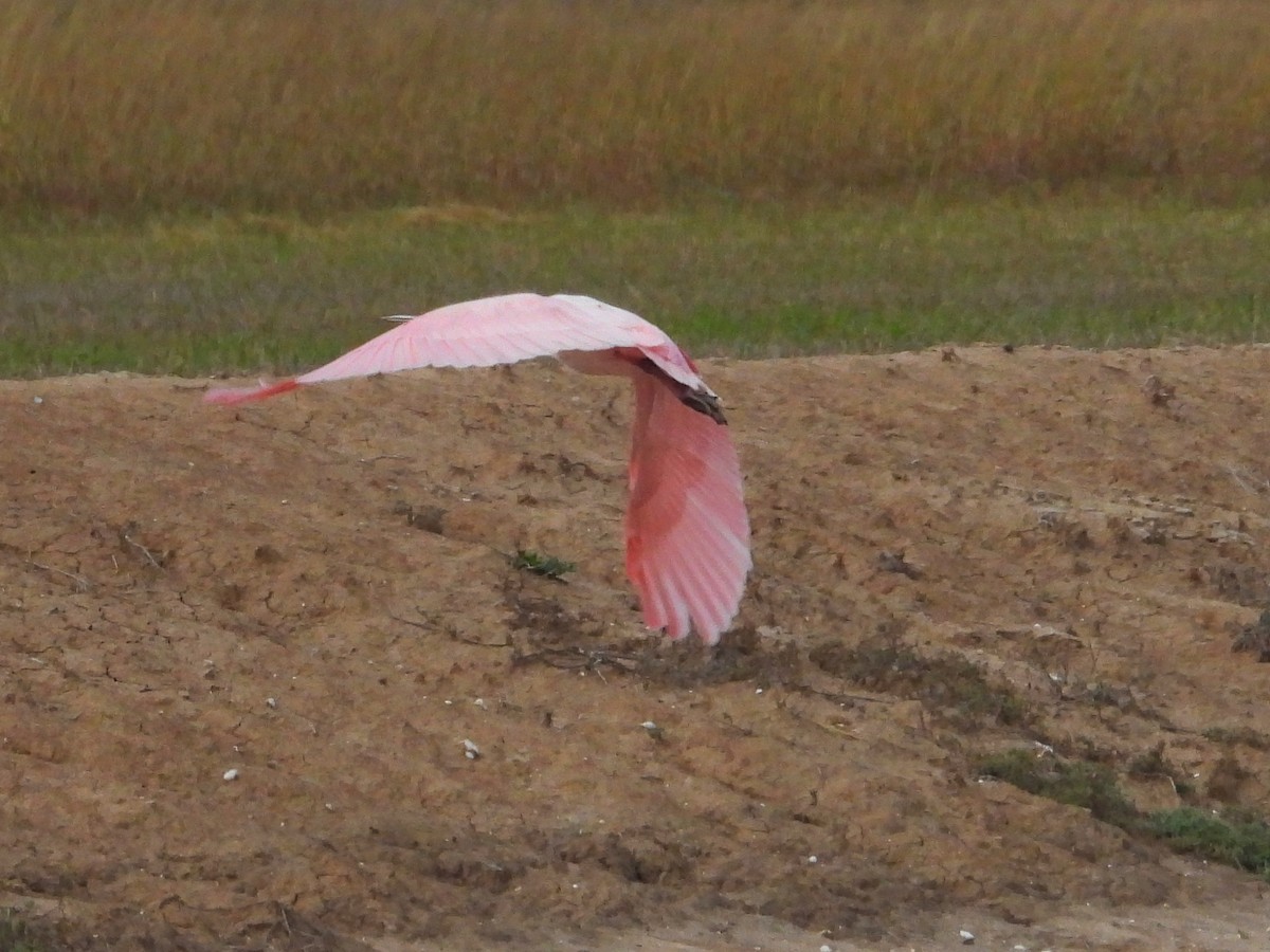 Roseate Spoonbill - ML647250107