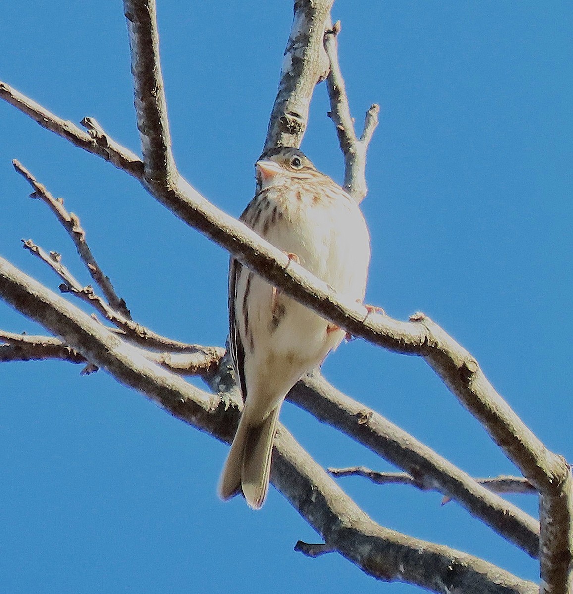 Vesper Sparrow - ML647250108