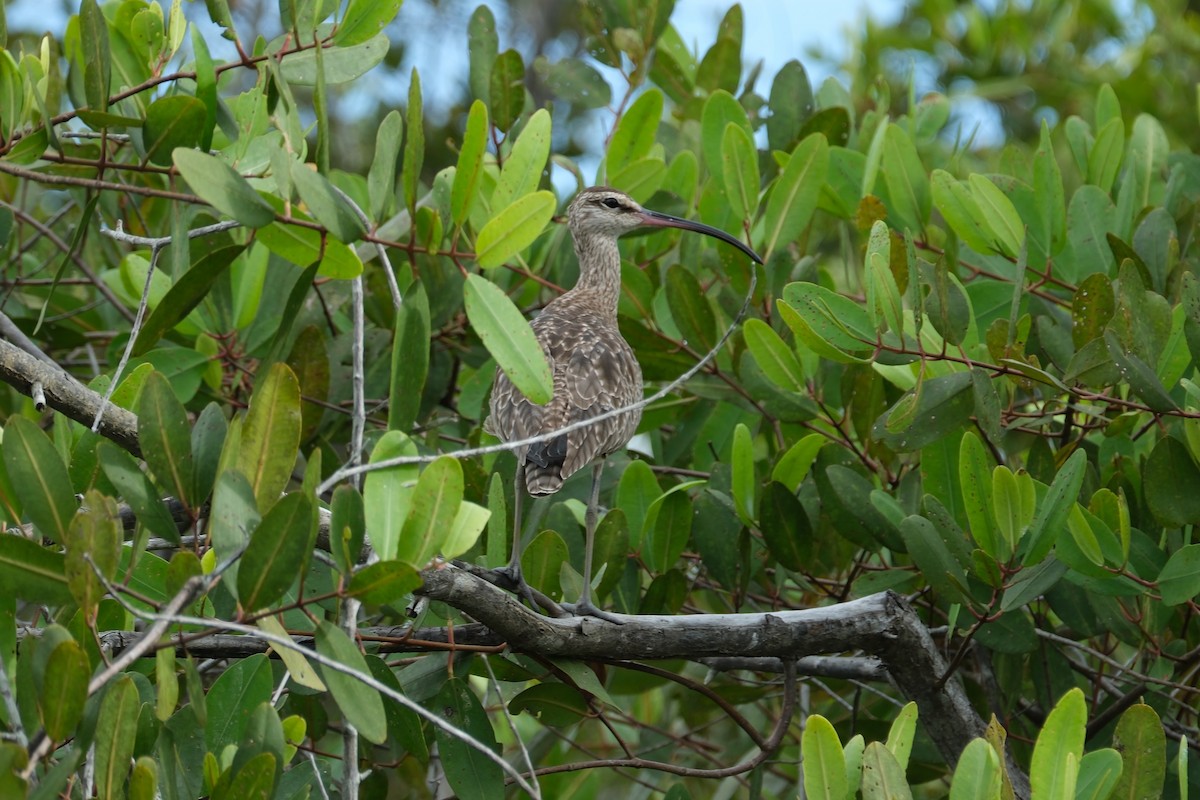 美洲中杓鷸 - ML647250110