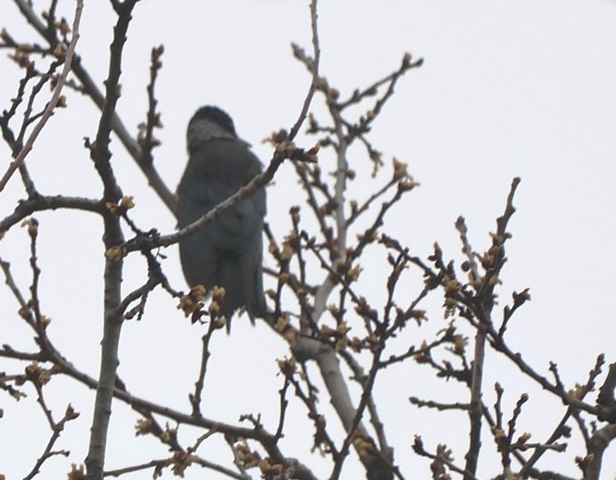 Blutgesichtspecht - ML647250115