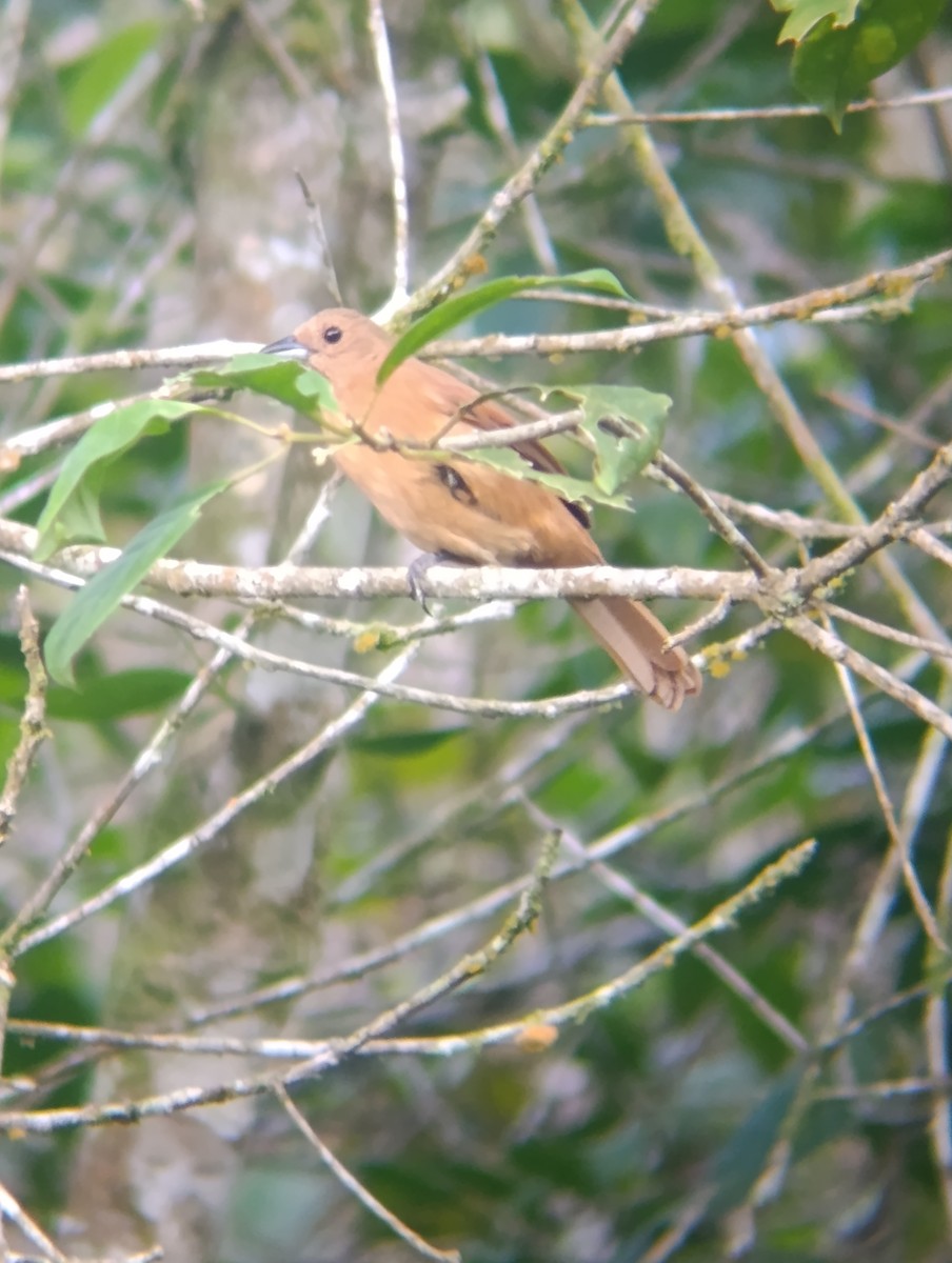 クロフウキンチョウ - ML647250118