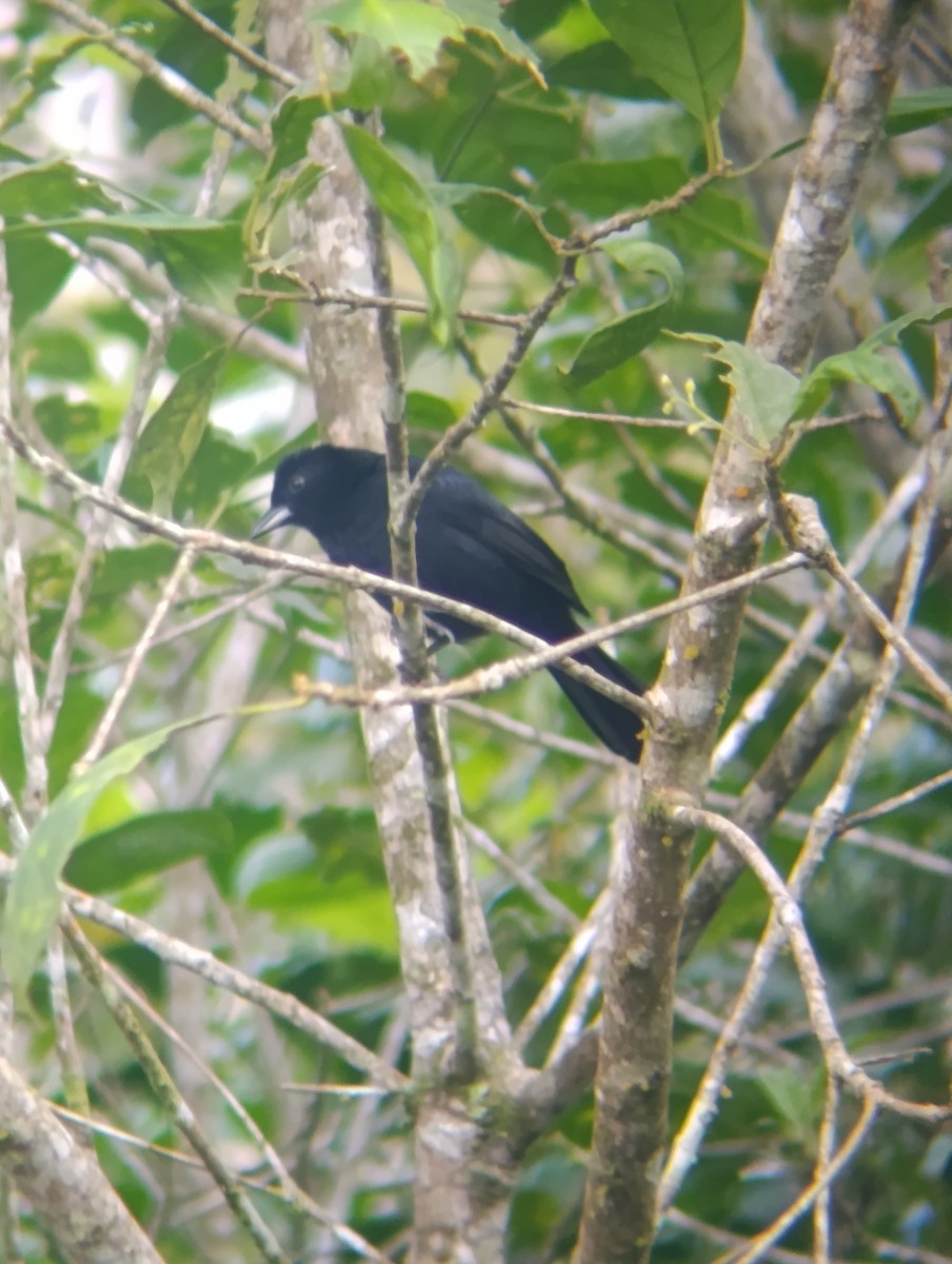 クロフウキンチョウ - ML647250119