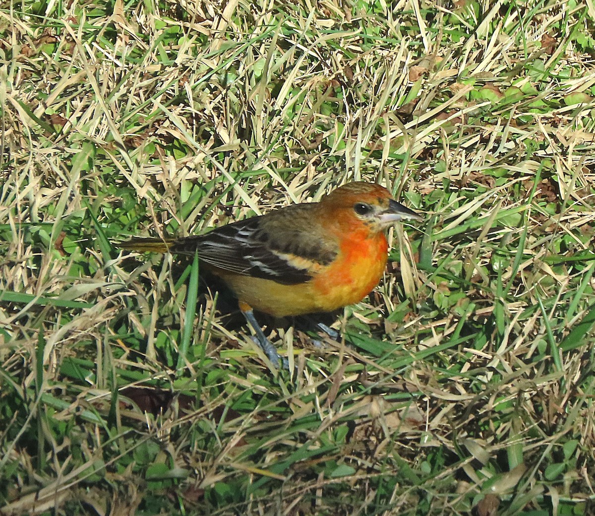 Baltimore Oriole - ML647250120
