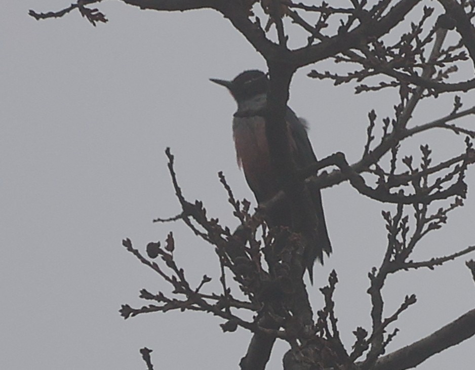 Blutgesichtspecht - ML647250128