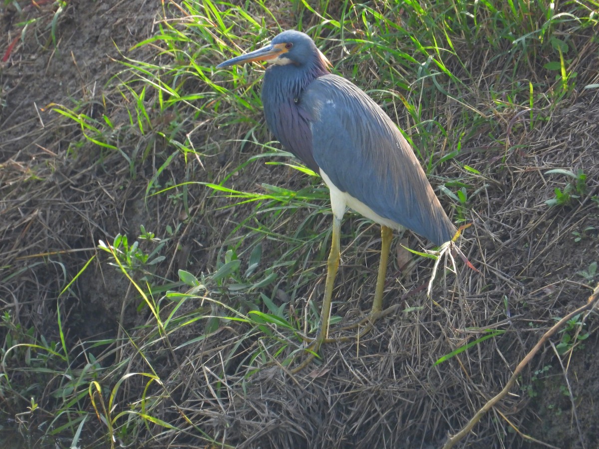Tricolored Heron - ML647250129