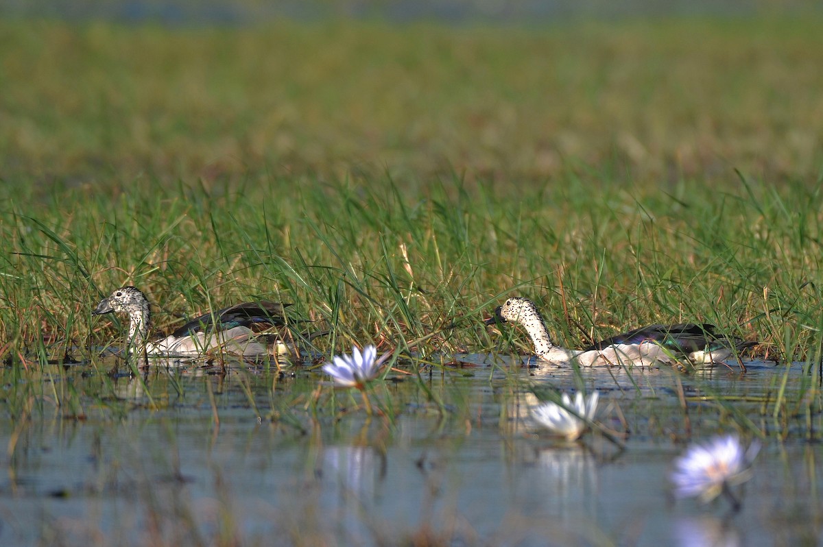 Knob-billed Duck - ML647250135