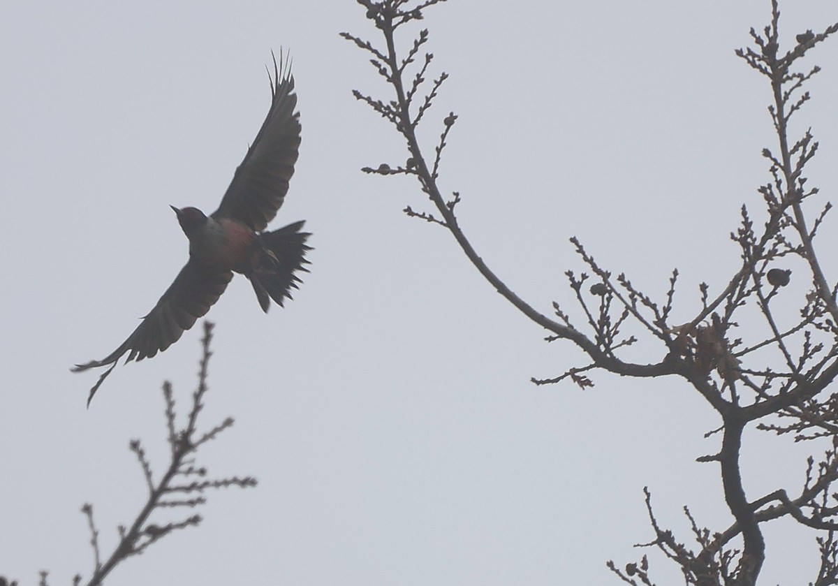 Blutgesichtspecht - ML647250137