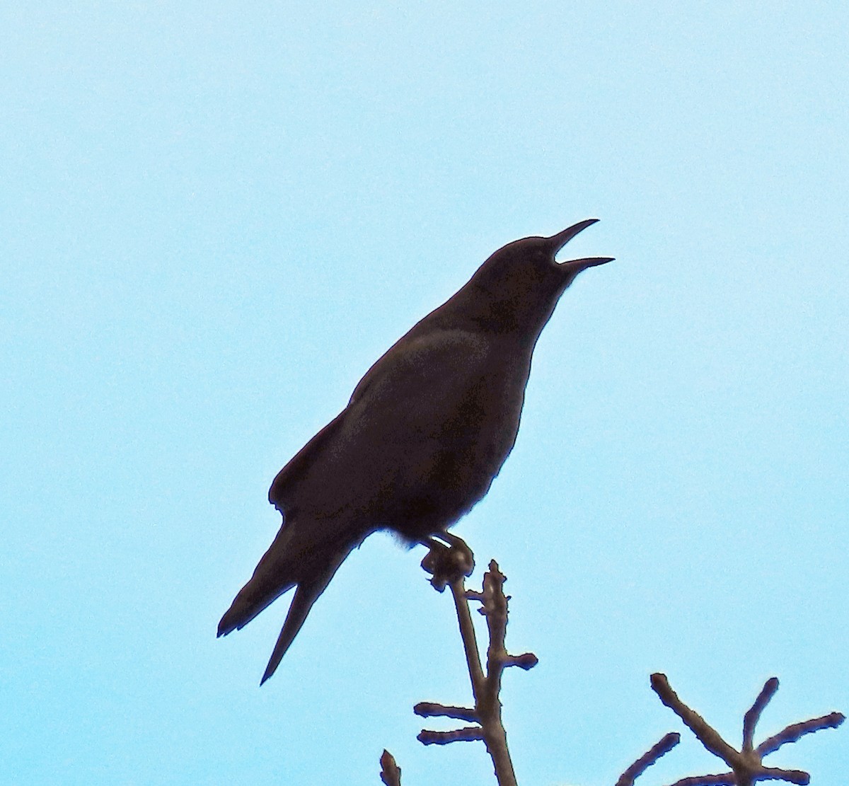 American Crow - ML647250143