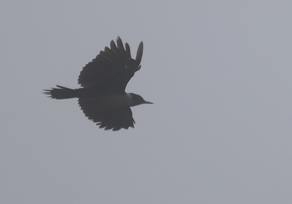 Blutgesichtspecht - ML647250150