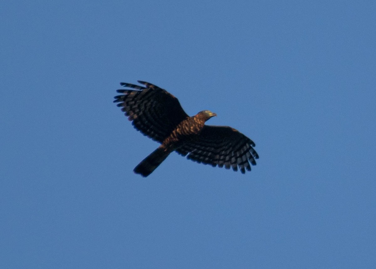 Hook-billed Kite (Hook-billed) - ML647250159