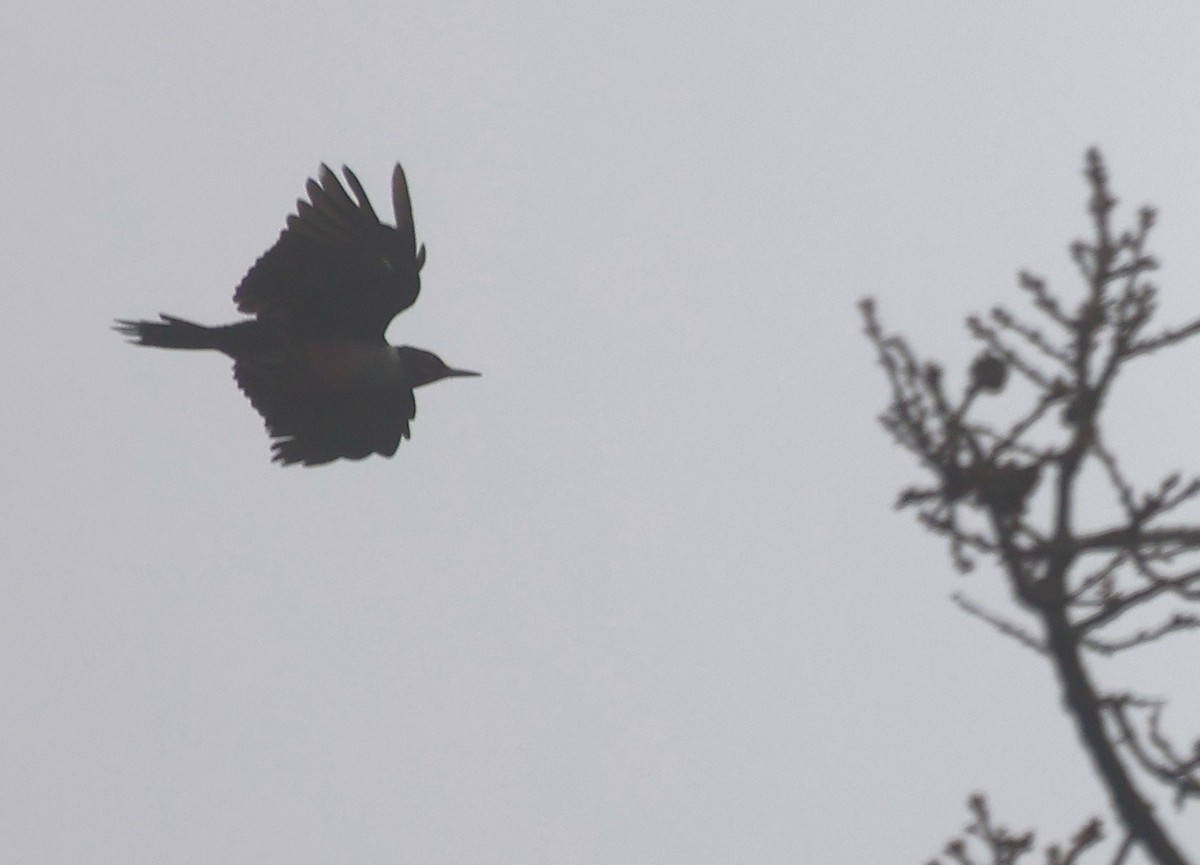 Blutgesichtspecht - ML647250161