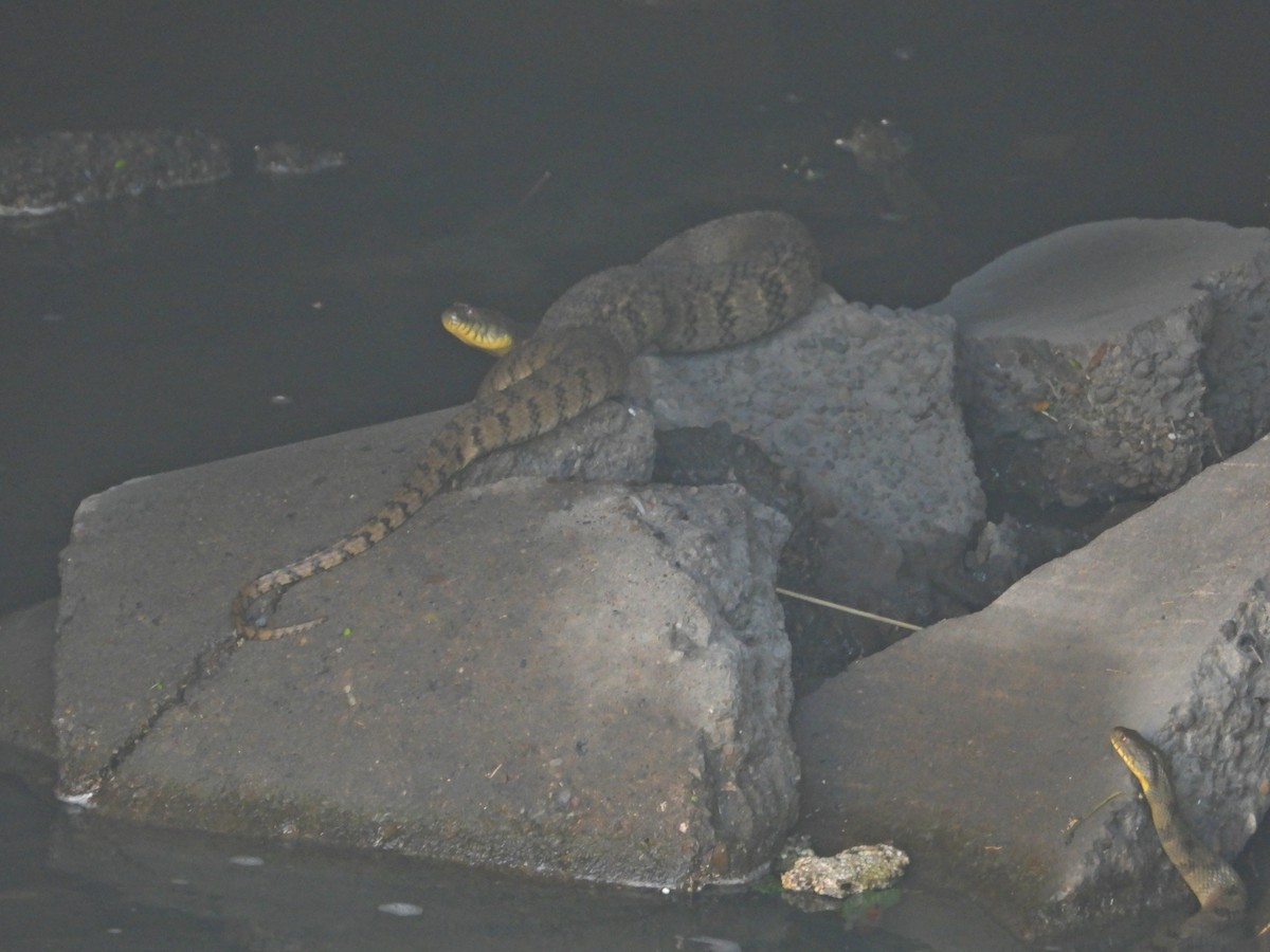 Reptiles - ML647250165