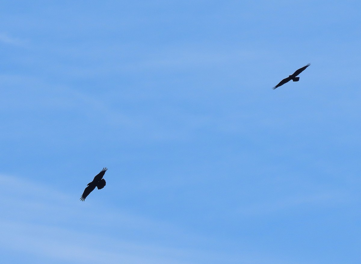 Erroi handia - ML647250169