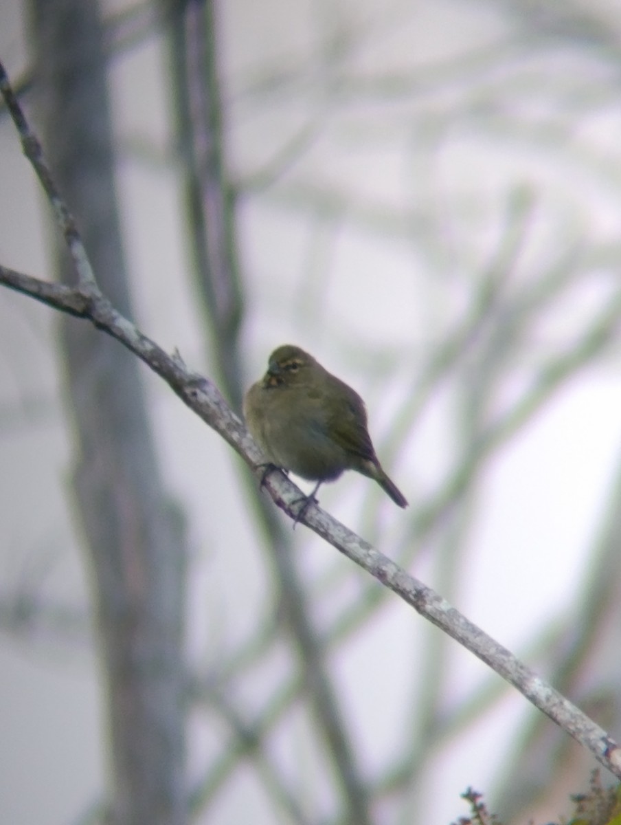 キマユクビワスズメ - ML647250173