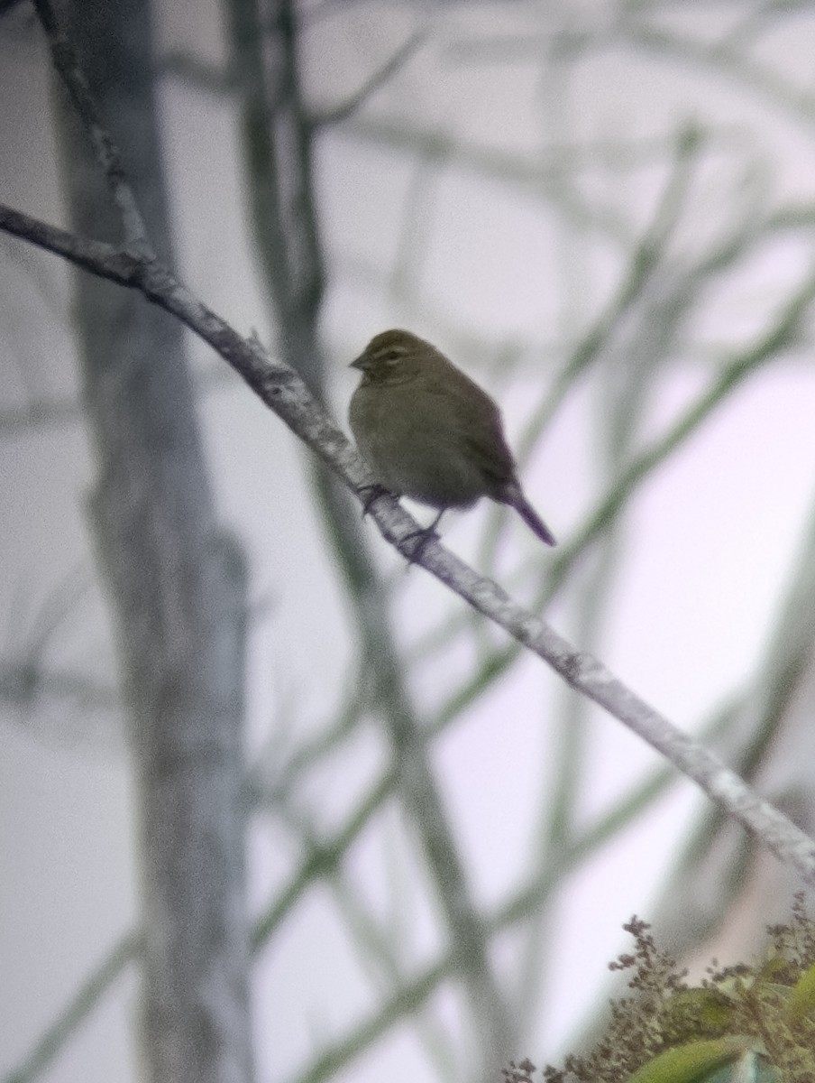 キマユクビワスズメ - ML647250174