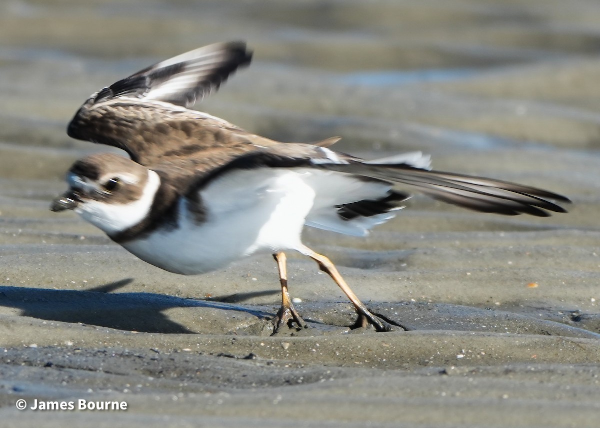 Semipalmated Plover - ML647250180