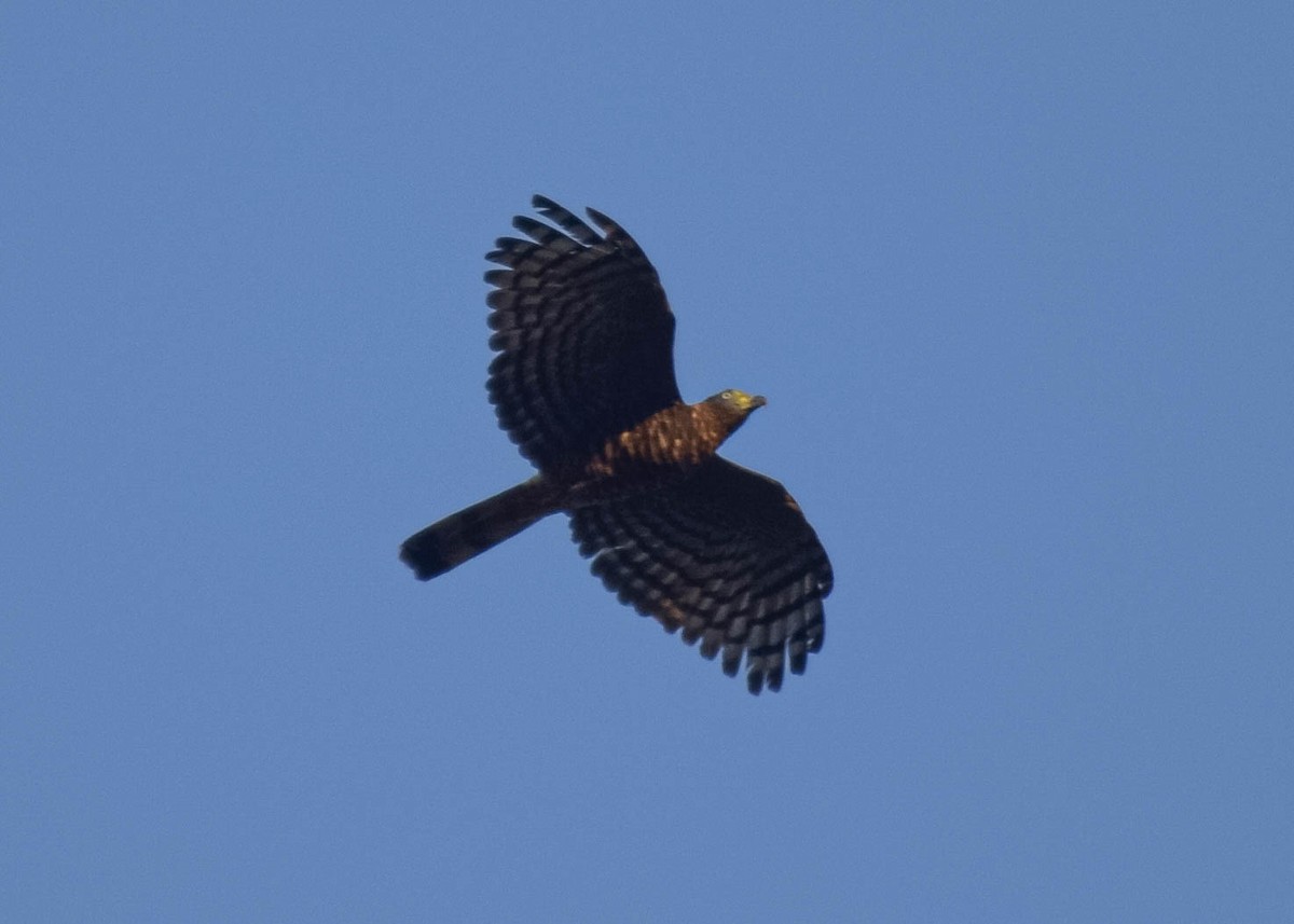 Hook-billed Kite (Hook-billed) - ML647250181