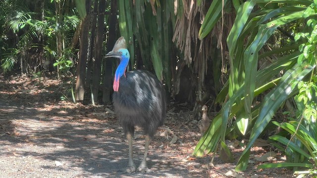 Southern Cassowary - ML647250189