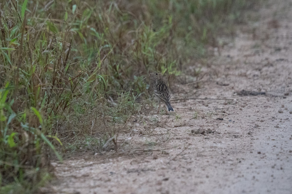 Sprague's Pipit - ML647250202