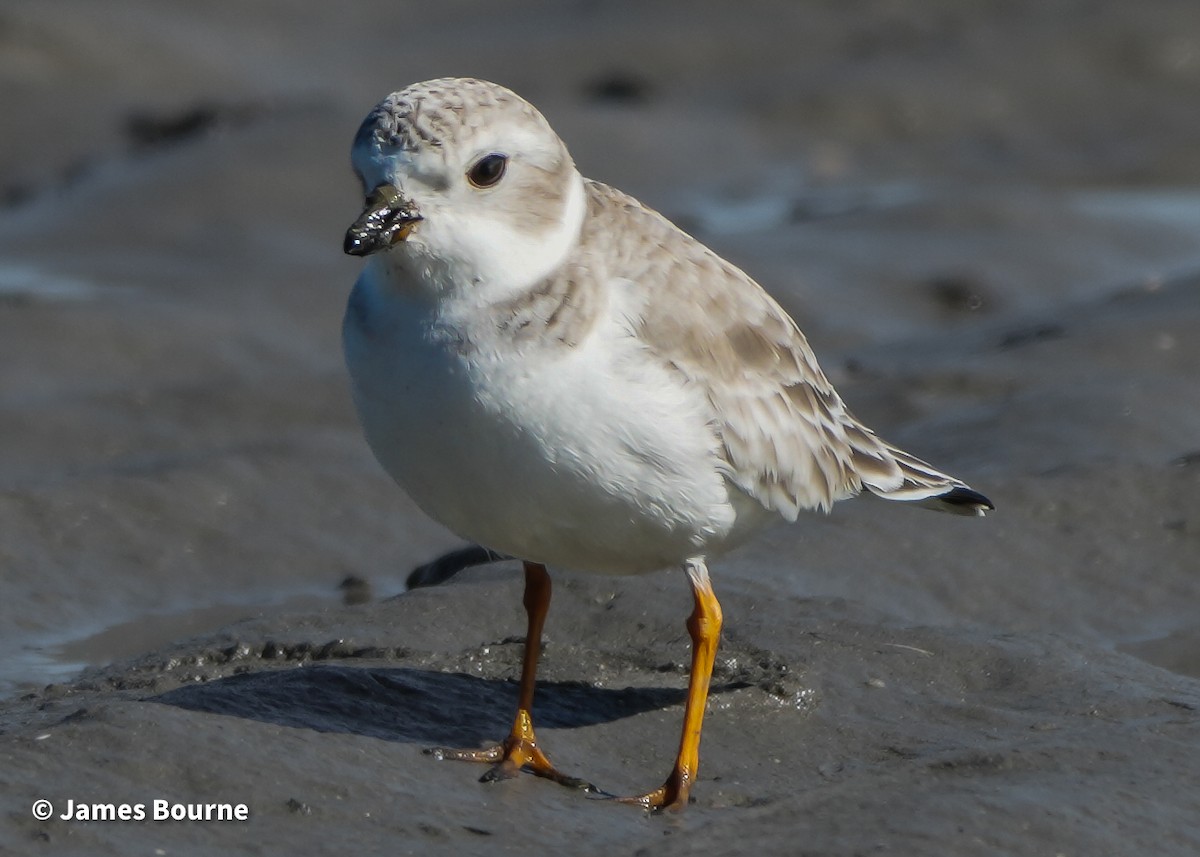 Flötenregenpfeifer - ML647250205