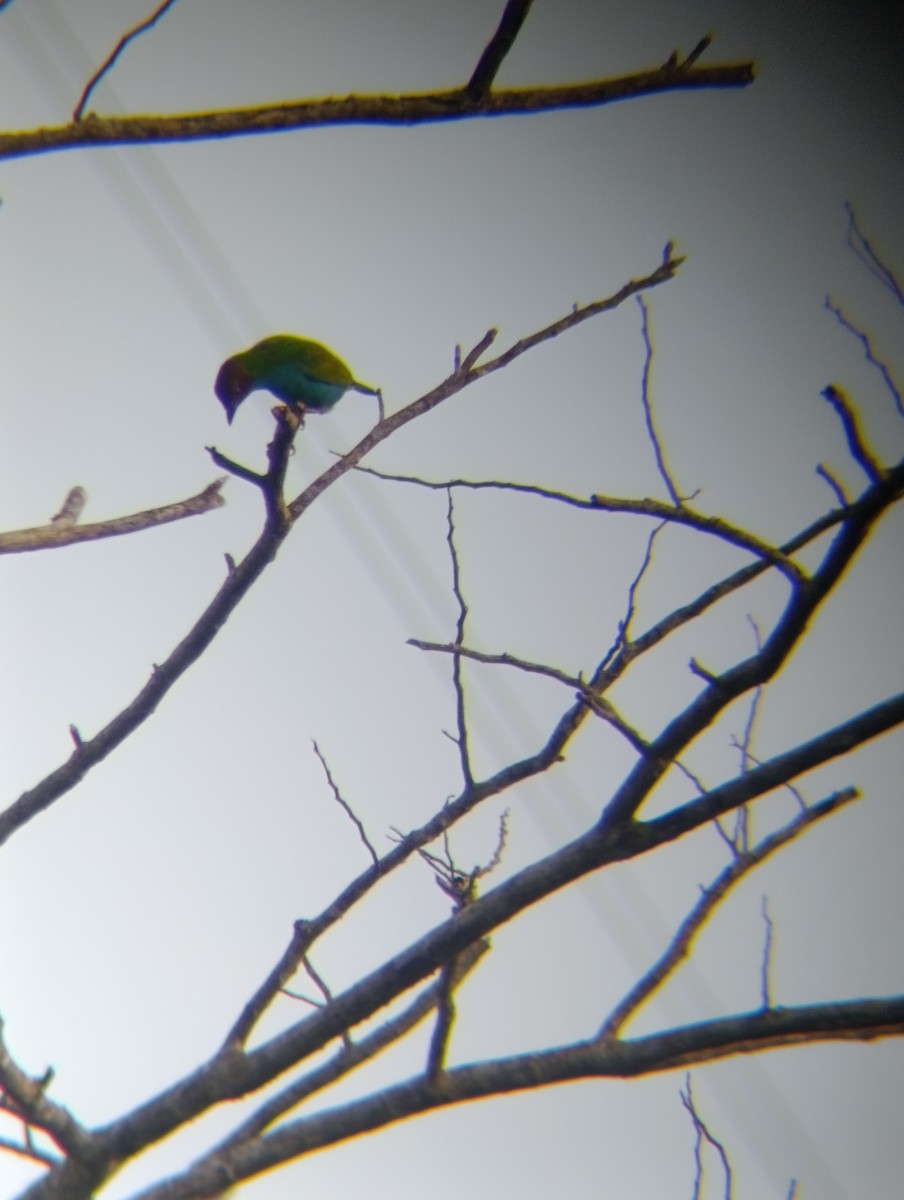 チャガシラフウキンチョウ - ML647250209