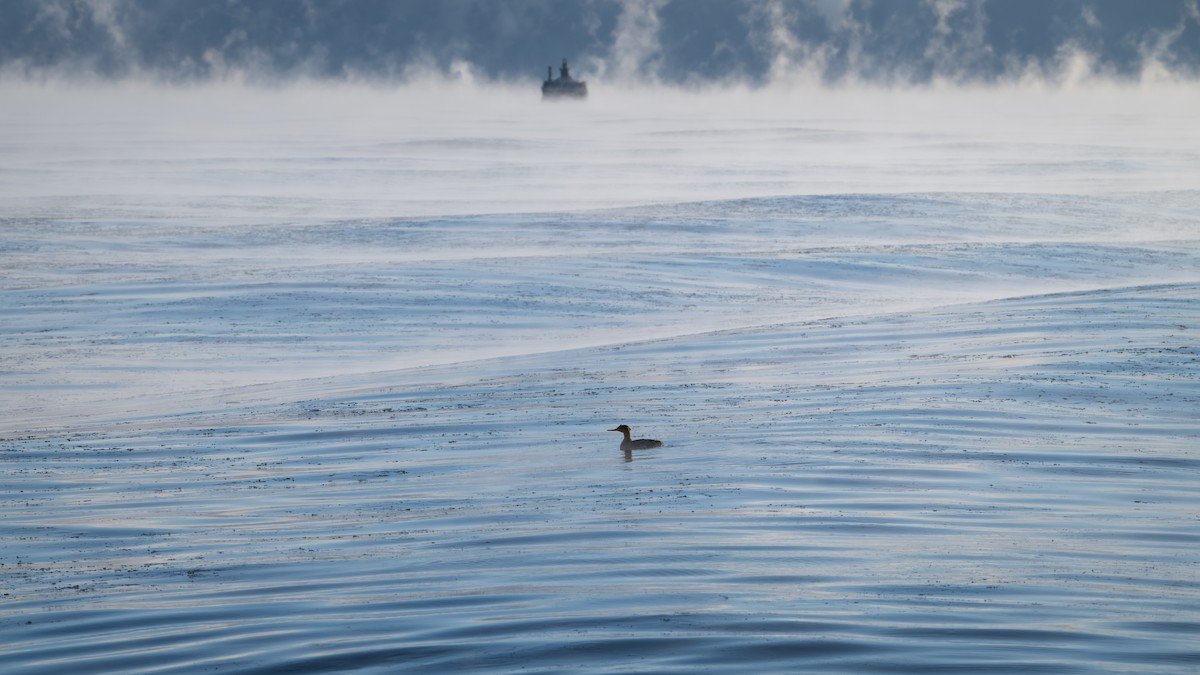 מרגון בינוני - ML647250210