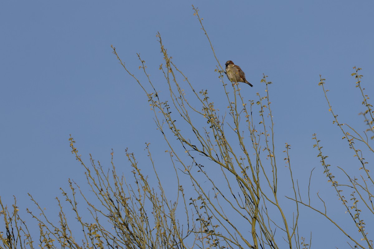 Gorrión Común - ML647250224