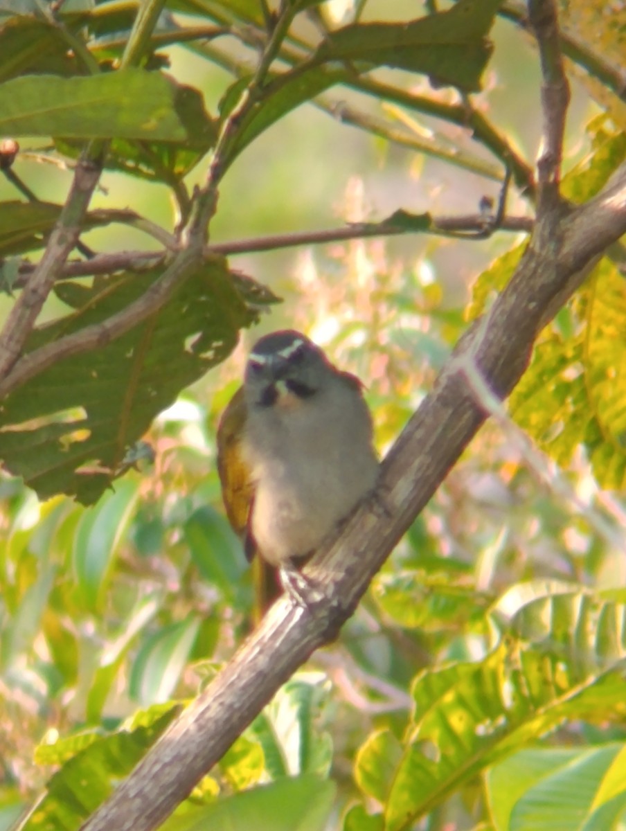 マミジロイカル - ML647250232